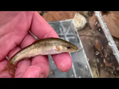 Femboy Fishing - THE MICROFISHING EPISODE