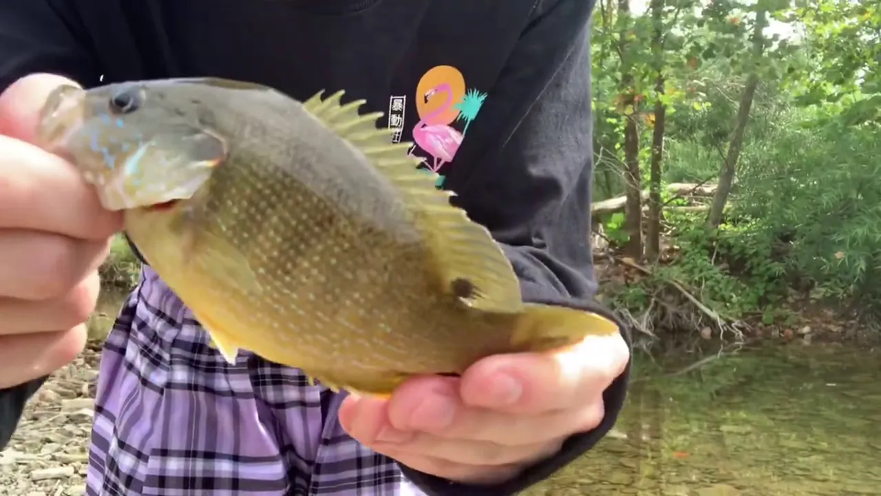 Femboy Fishing - BIG SUNFISH in a TINY PUDDLE