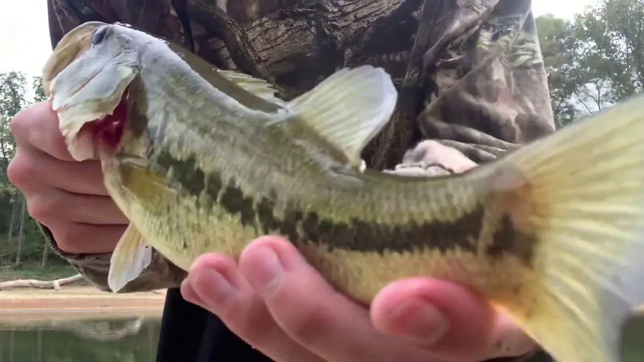 Femboy Fishing - Catching HUGE BASS with WEIRD lures