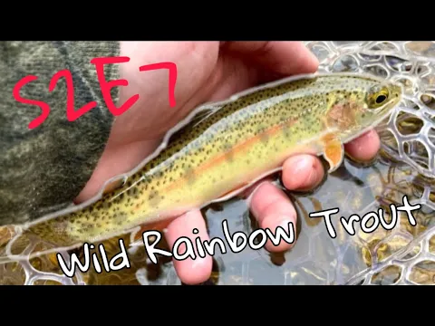 Femboy Fishing - Catching WILD and BEAUTIFUL Missouri Rainbow Trout